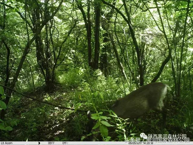 探秘黑河森林公园,黑河森林公园野生动物