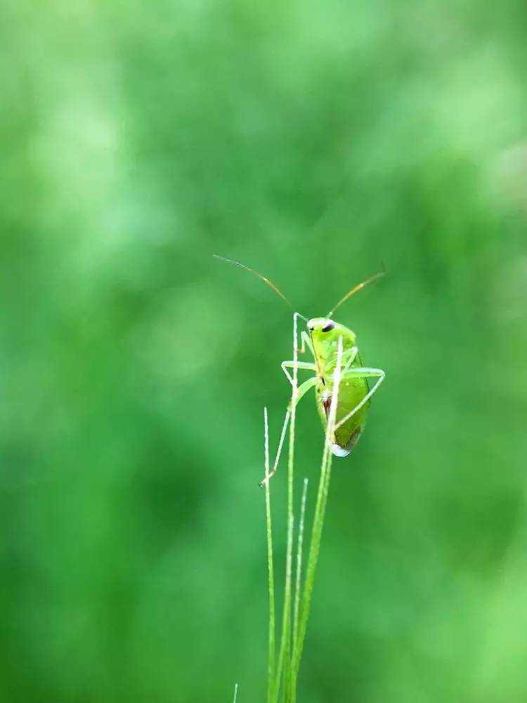 手机怎么玩转拍摄,手机怎样微距拍照