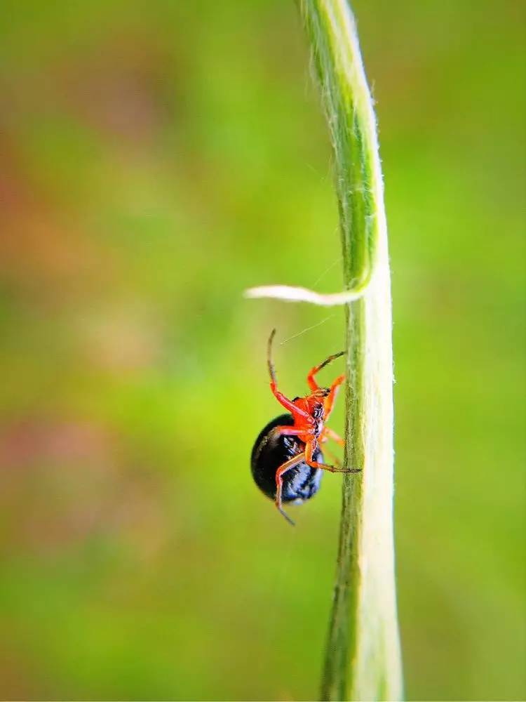 手机怎么玩转拍摄,手机怎样微距拍照