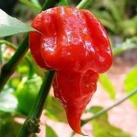 最好的十种辣椒,全球130种辣椒排名