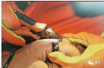 肥唐说,肥唐和阿禾