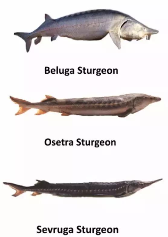 鲟鱼有没有鱼子酱,鲟鱼卵鱼子酱