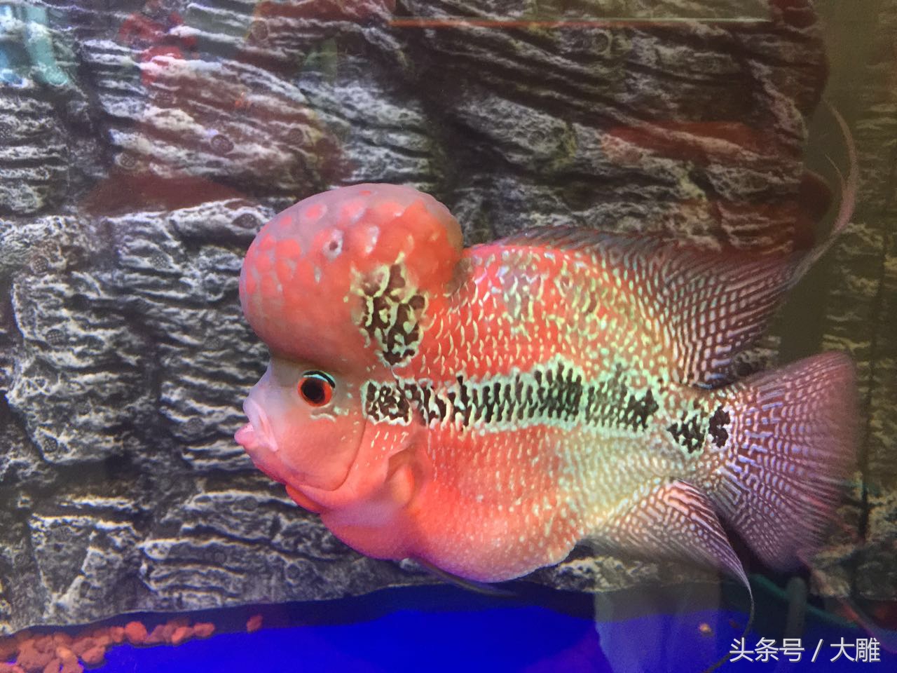 养鱼笔记新手入门教程,养鱼老道罗汉鱼饲养技巧