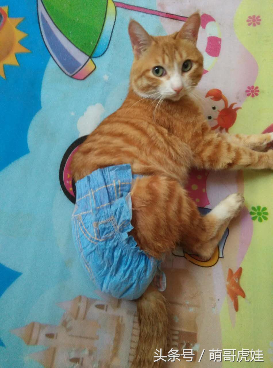 小猫平时很乖巧过一阵就尿床,小猫总是半夜来床上枕头上尿尿