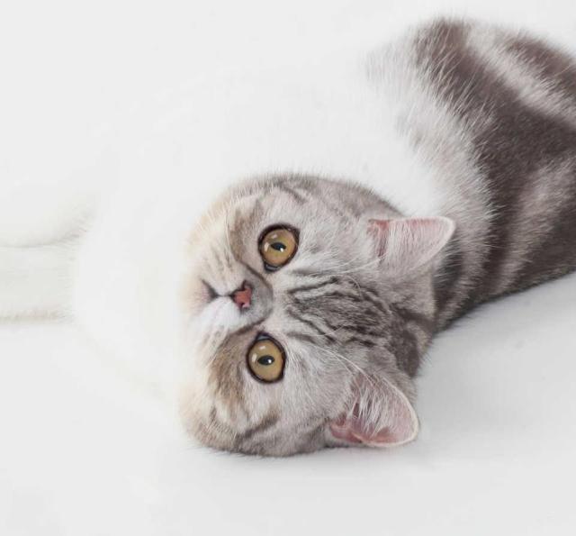 猫咪呕吐白色黏液是怎么回事,猫咪呕吐的原因及处理方法