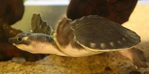 头盔龟和巨头龟怎么选,果核龟和红面龟选哪个