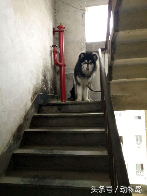 阿拉斯加被锁在楼道里不能出去,剪完毛之后的样子让人哭笑不得