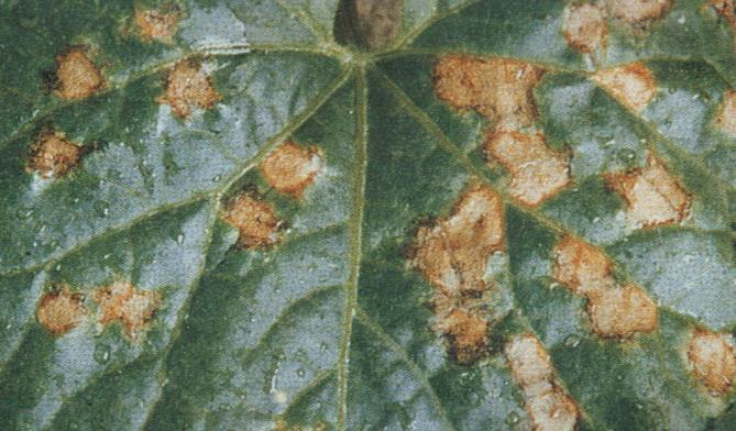 叶斑病用什么农药能有效防治,作物叶斑病用什么药