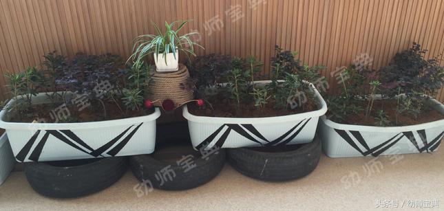 自然角创设分布图,自然角布置幼儿园