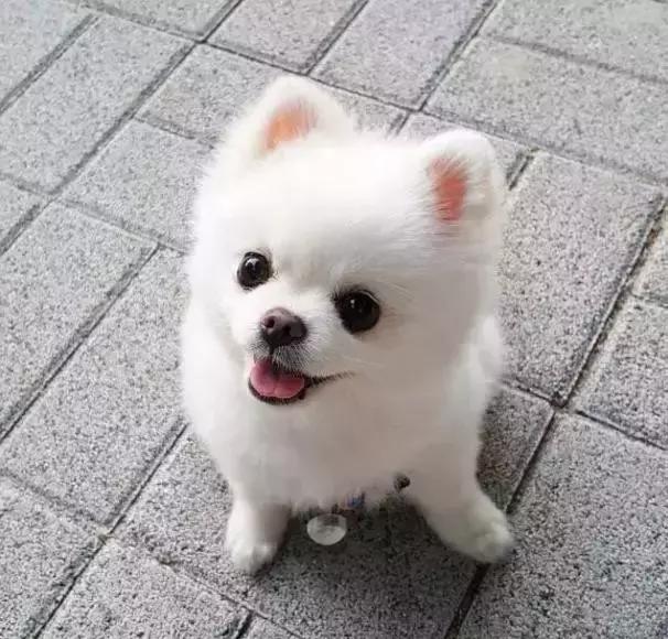 那坨博美！好软！好圆！好蓬！好想揉！