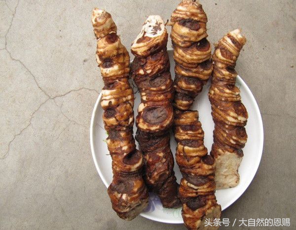 七叶一枝花是什么药草,七叶一枝花到底什么功效