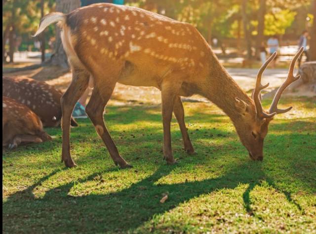 八月份定下的目标,秋季关西旅游攻略
