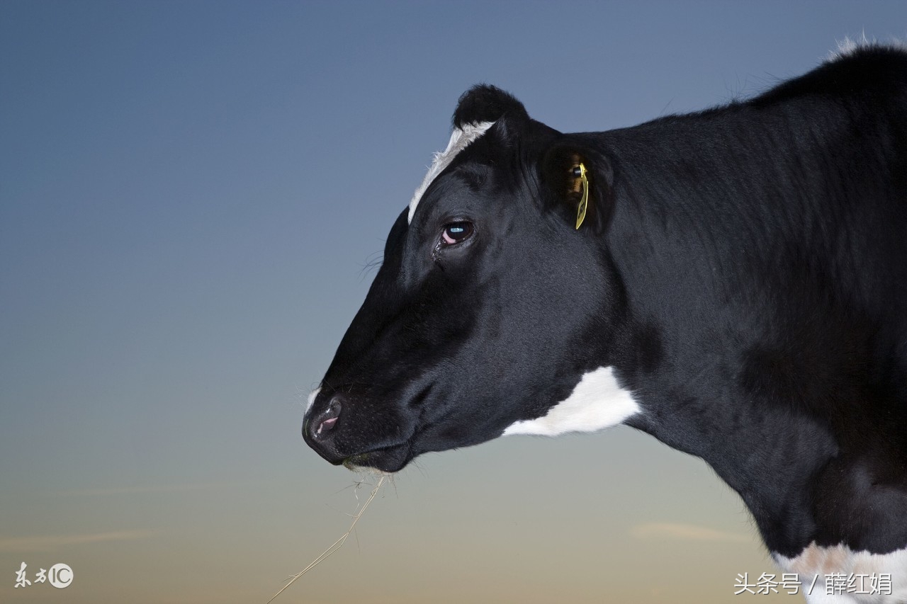 庖丁解牛庄子的养生之道,庖丁解牛庄子朗诵