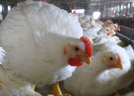 育雏鸡受凉怎么处理,鸡群受凉喂什么药