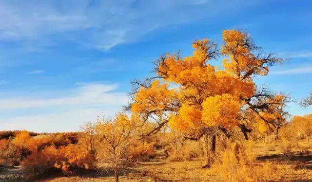 三千年的情缘,三千年的企盼只为这一季的金秋(附攻略)