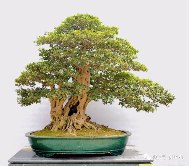 50种盆景树图片大全,50种盆景植物图片大全