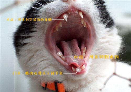 猫天生就不乱拉屎吗,猫天生就不吃鱼