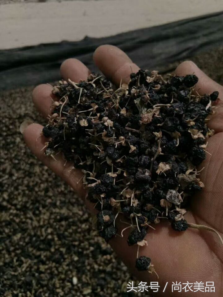 黑枸杞新货野生枸杞子,疆大果新疆黑枸杞