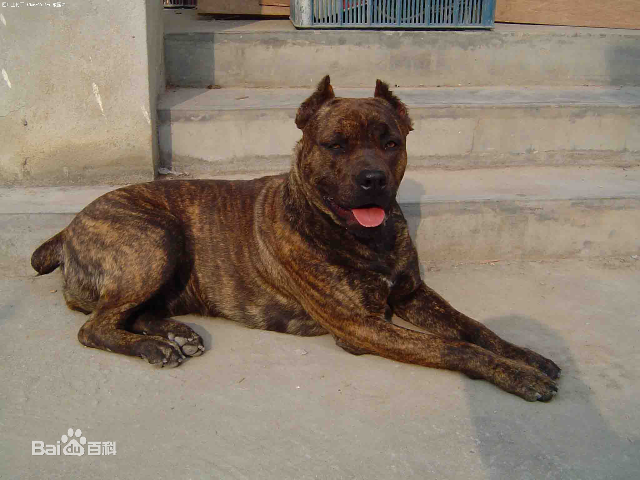 什么狗打得过加纳利,加纳利和卡斯罗哪个看家好