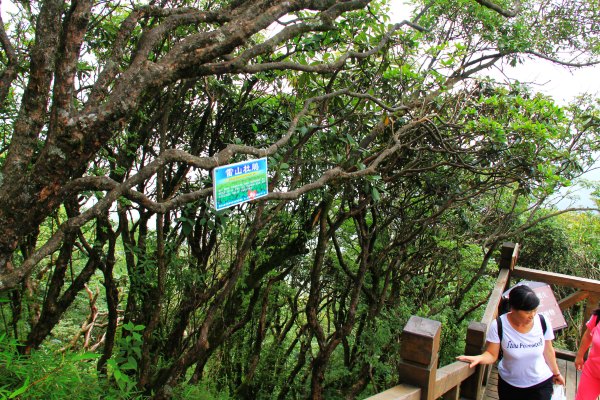 天天有人去山上采蘑菇,每天来观看的游客上万人
