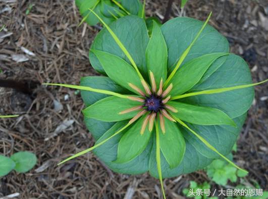 七叶一枝花是什么药草,七叶一枝花到底什么功效