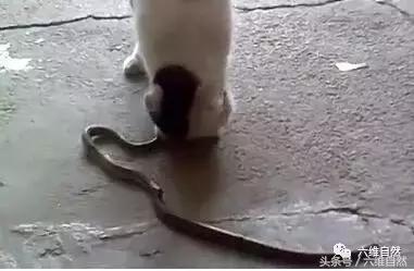 两只猫抓蛇,猫抓蛇还把蛇吃了