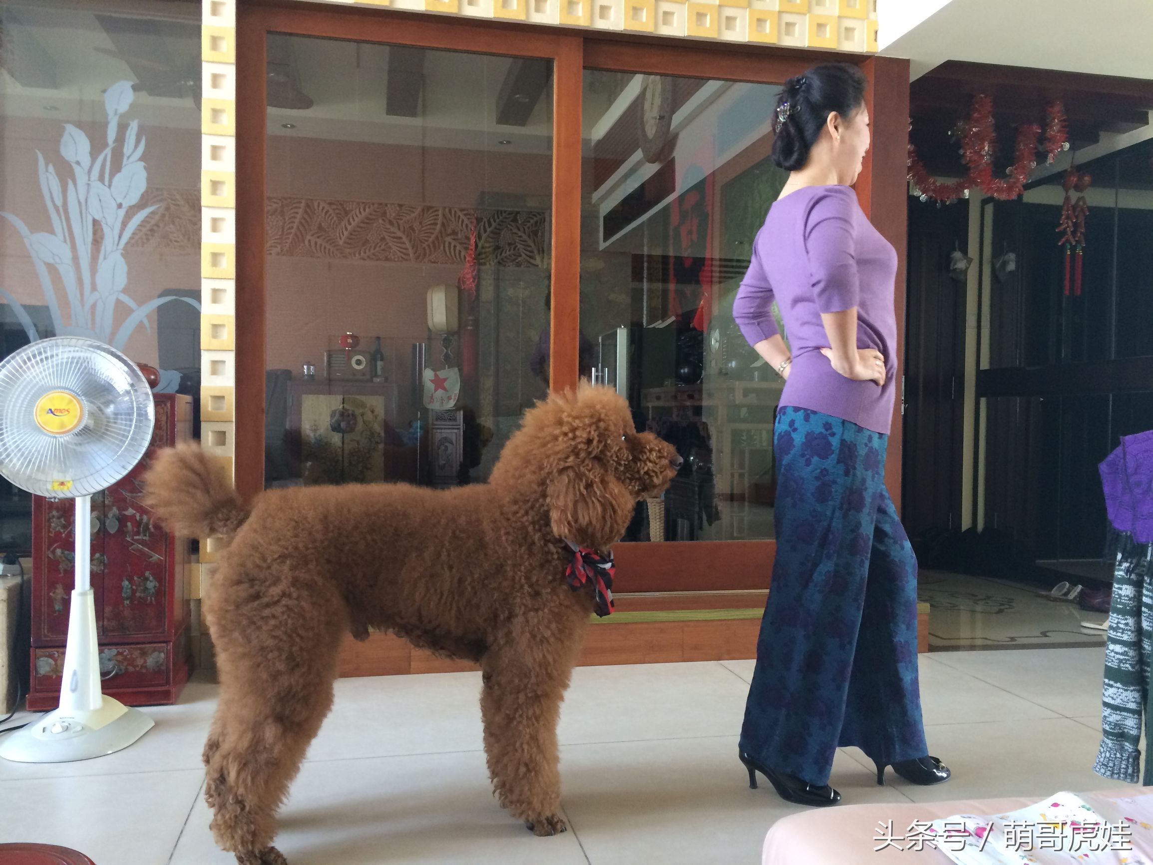 主人教大泰迪卖西瓜赚狗粮，大的换十斤小的换五斤晚饭全靠自己赚