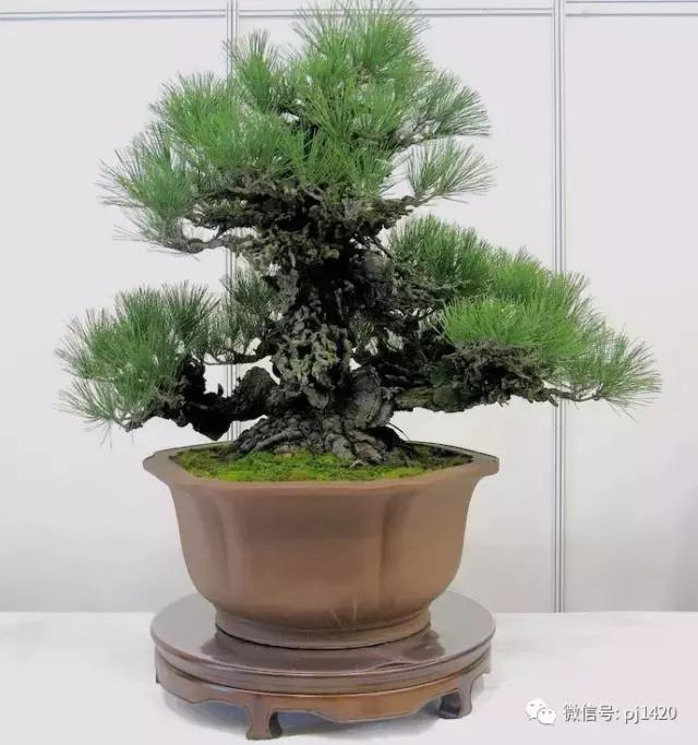 50种盆景树图片大全,50种盆景植物图片大全