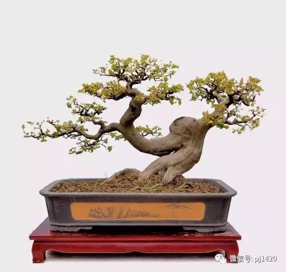 50种盆景树图片大全,50种盆景植物图片大全