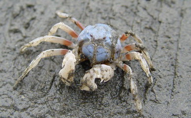 又到了吃螃蟹的季节怎样挑选螃蟹,如何正确挑选食用螃蟹你都知道吗