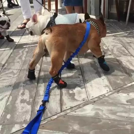 斗牛犬饲养知识,斗牛犬生产注意事项