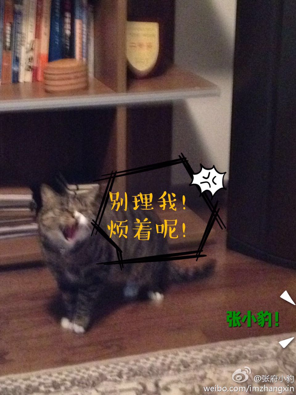 猫天生就不乱拉屎吗,猫天生就不吃鱼