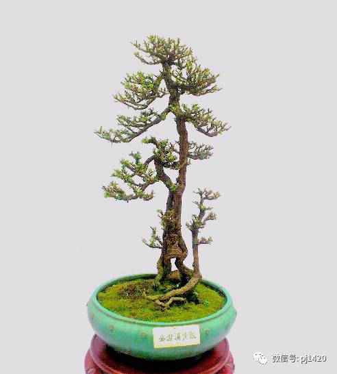 50种盆景树图片大全,50种盆景植物图片大全