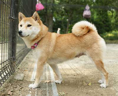 狗狗也会得妇科病吗,狗狗一定要有公狗才会有孩子吗