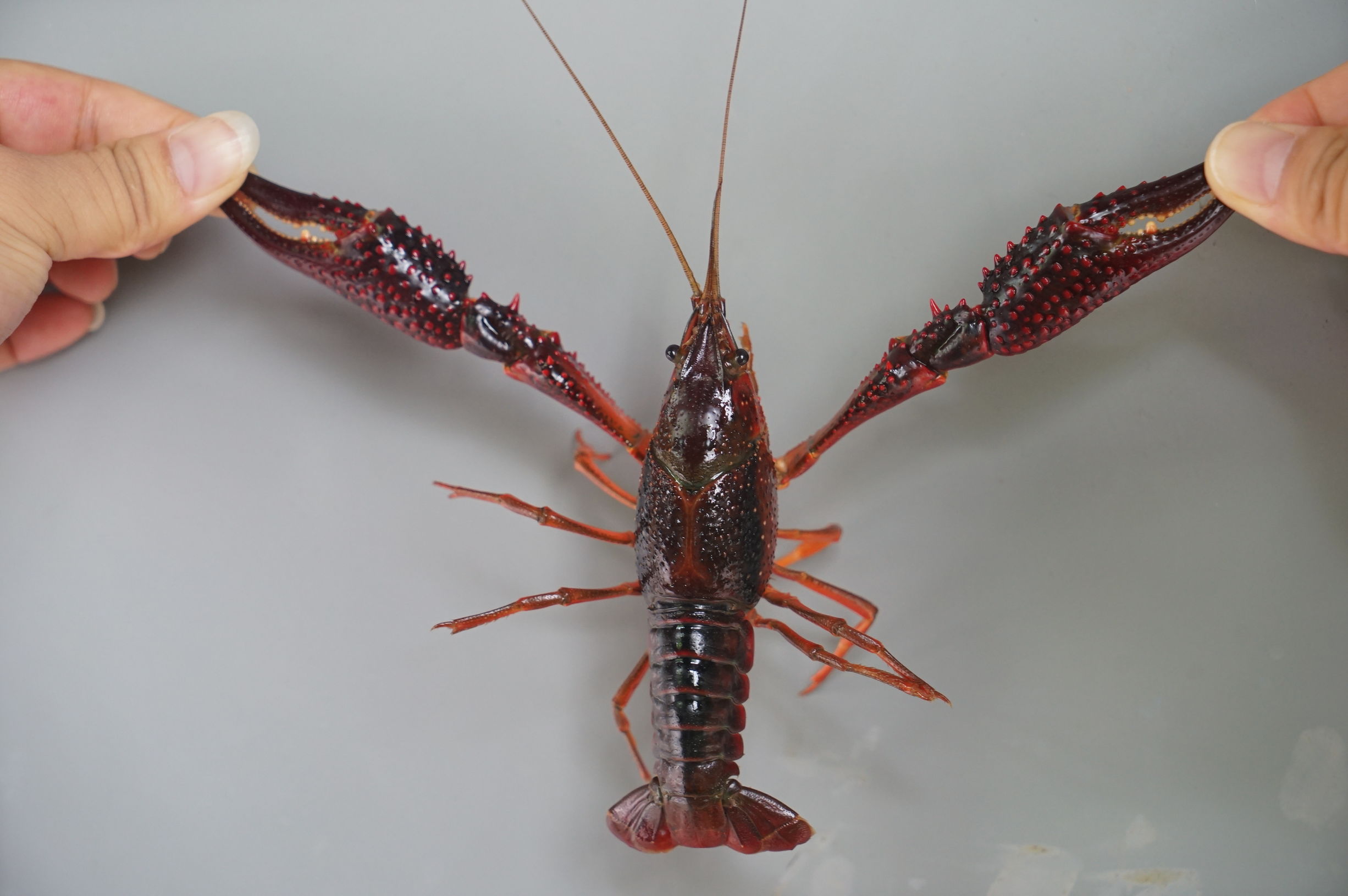 5年来它是棠下最火的宵夜店，16大盘虾蟹满汉全席震撼朋友圈