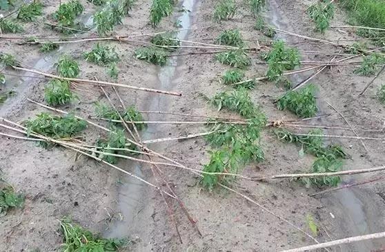 台风“帕卡”如期而至，菜价终于全线上涨，广州江南0827菜价