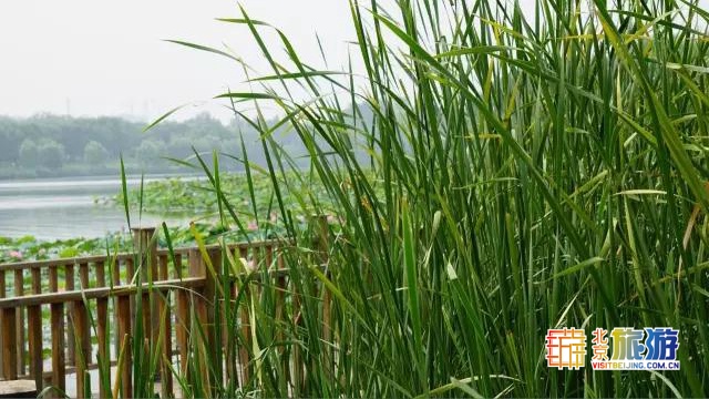 京城最大郊野公园，不仅免费，还藏了好多不为人知的秘密！