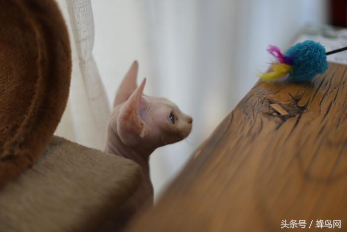 用了20年单反相机,佳能50mm定焦二代和三代区别