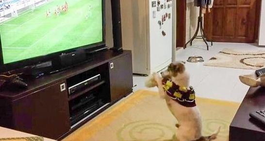 手舞足蹈狗,手舞足蹈的狗