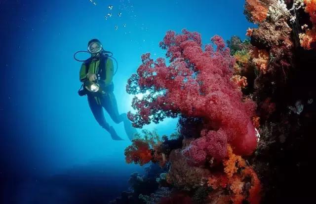 爱上邮轮的十个理由,爱上潜水的理由