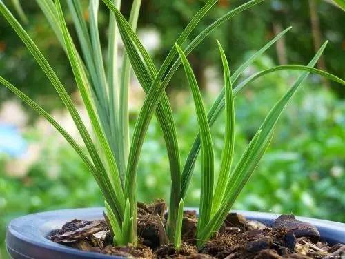 9月不翻盆来年开花少