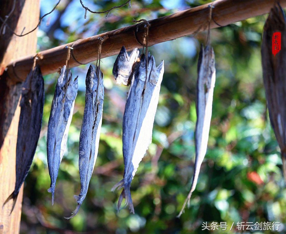 荣成烟墩角天鹅拍摄机位,世界最大天鹅