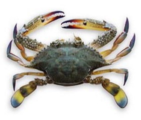 又到了吃螃蟹的季节怎样挑选螃蟹,如何正确挑选食用螃蟹你都知道吗