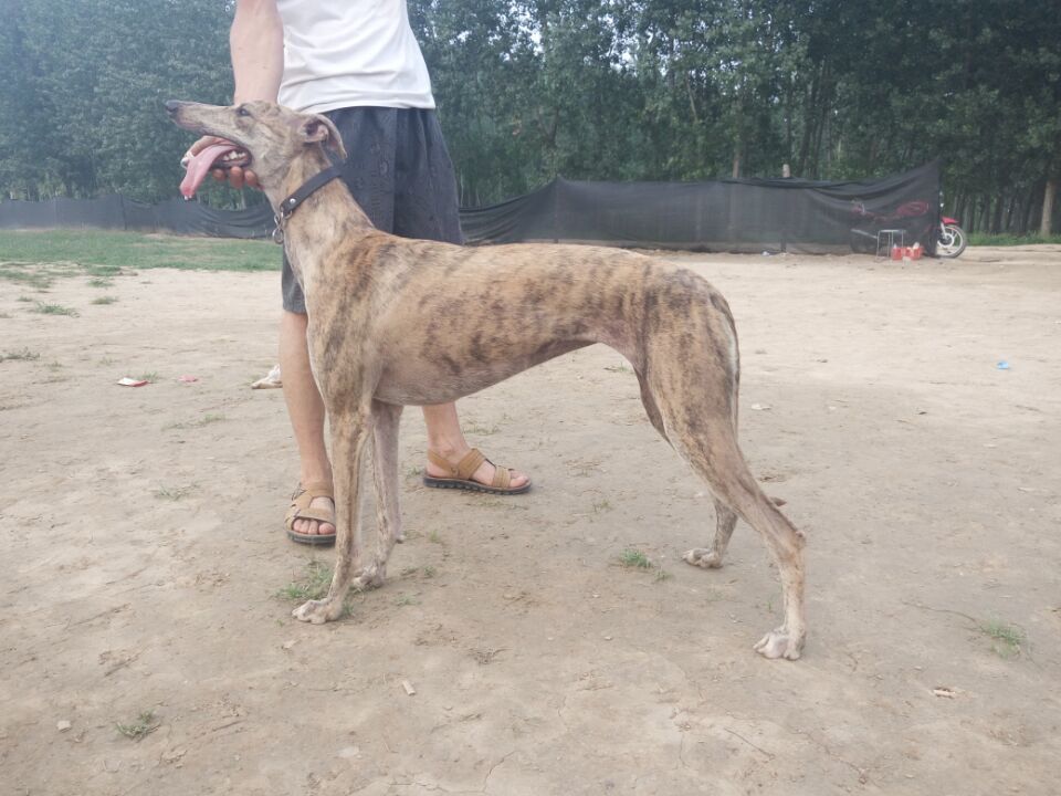 狗智商排名格力犬,国内格力犬血统