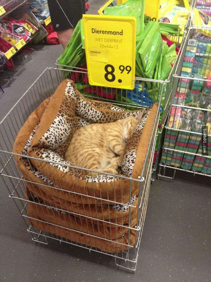 你说这椅子是你的？你叫它它会答应吗？