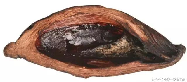 槟榔介绍槟榔的功效与作用是什么,经常吃槟榔的人会感觉烫吗