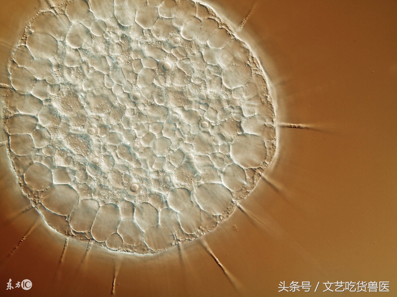 鸡有球虫用什么西药,治鸡球虫的中药有哪些