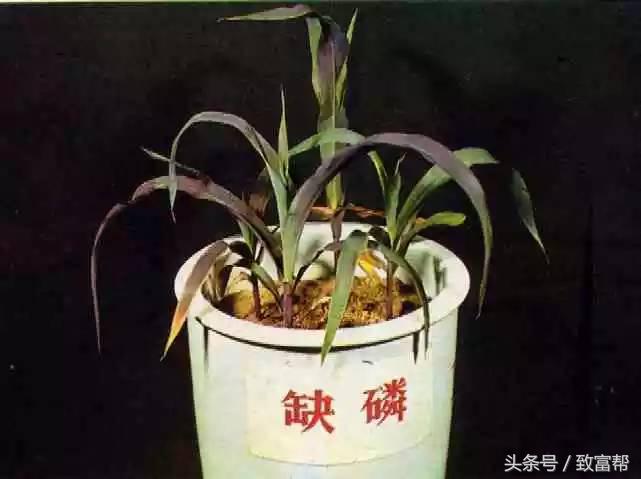 你问我答：“懒汉肥”方便吗？牲畜用药时忌口吗？菜地缺磷怎么办