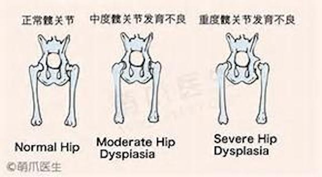 金毛一般有什么常见病,小型宠物犬先天疾病