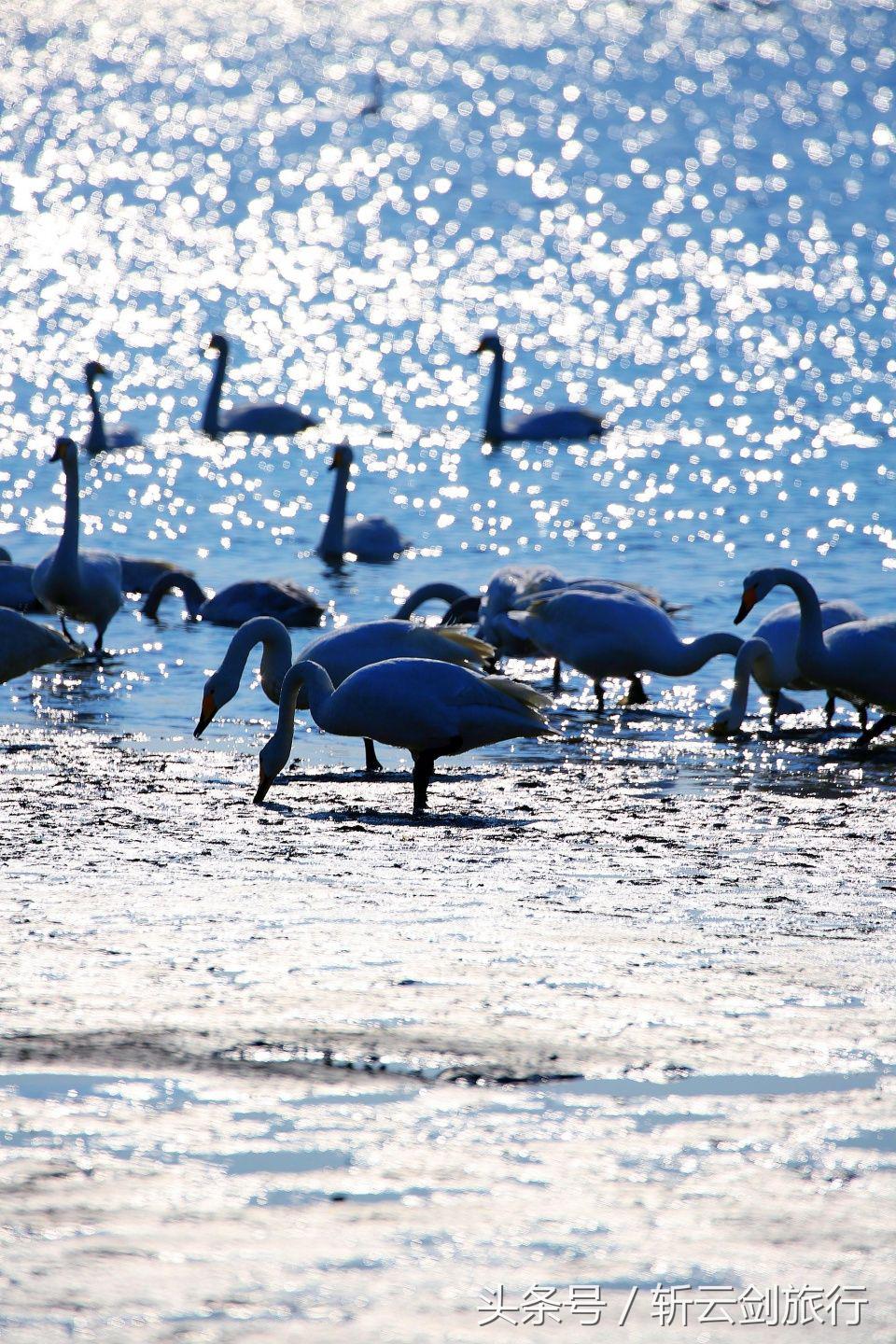 荣成烟墩角天鹅拍摄机位,世界最大天鹅